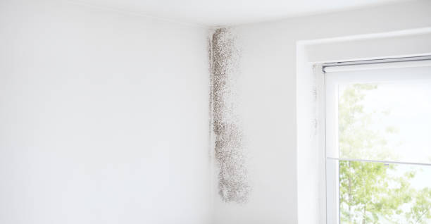 Best Real Estate Mold Inspection  in North Fork, CA