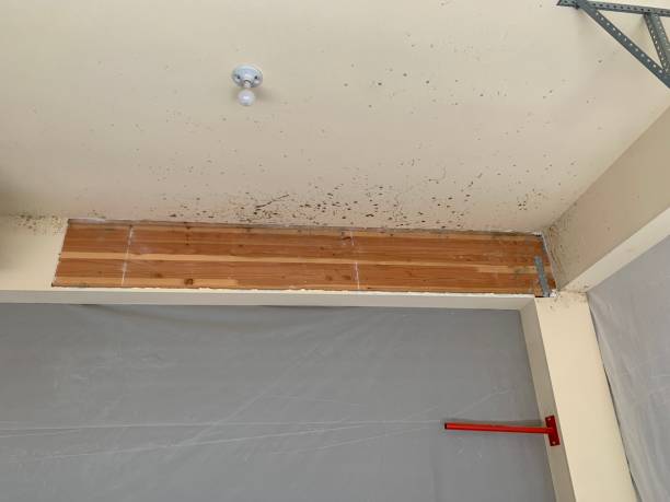 Best Post-Construction Mold Inspection  in North Fork, CA
