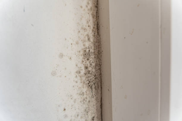 Best Industrial Mold Remediation  in North Fork, CA