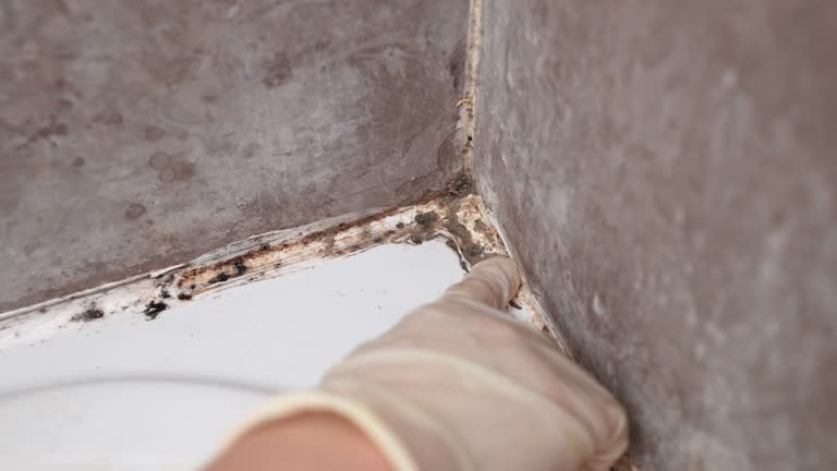 Best Mold Odor Removal Services  in North Fork, CA