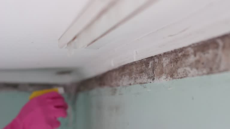Best Attic Mold Removal  in North Fork, CA